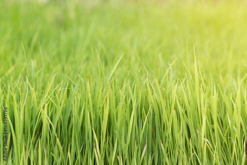 closeup rice fields, young growing rice background, farm and agriculture concept closeup rice fields, young growing rice background, farm and agriculture concept