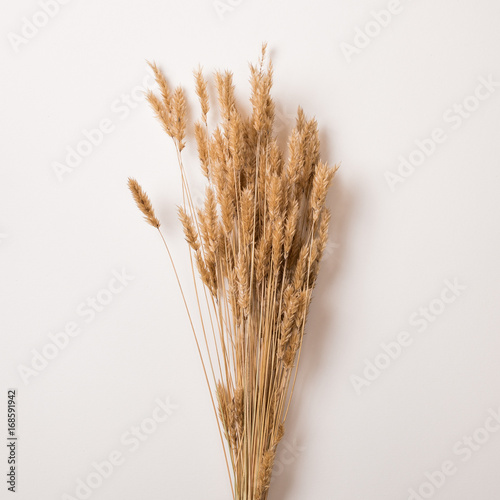 Close-up of golden dried wheat bunch on white background.