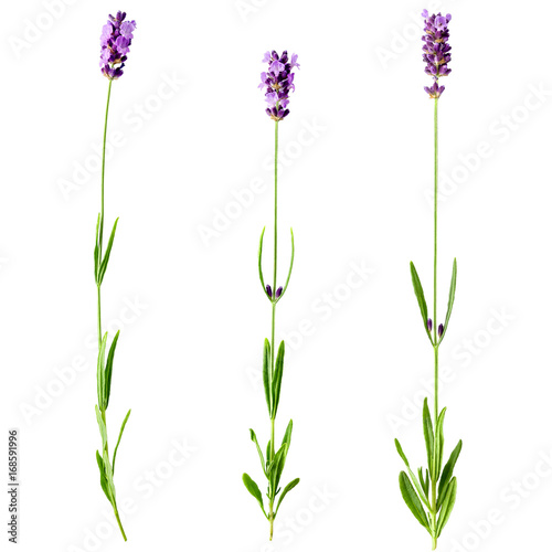 Set of three fresh lavender sprigs with violet flowers isolated on a white background. Design element for product label, catalog print, web use.