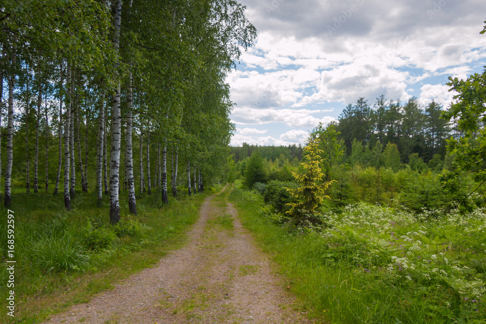Dirt road through Sunny summer forest. Dirt road through Sunny summer forest.