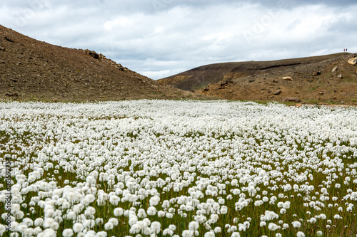 Flower fild near beautiful crater lake of a turquoise color located in Iceland