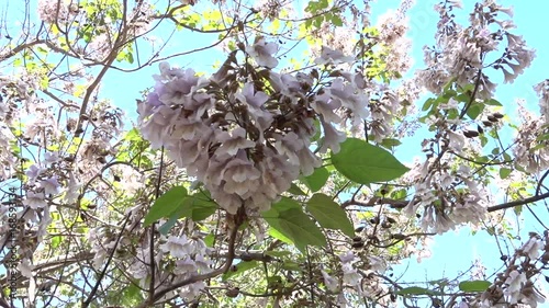 Under flowering paulownia tree photo