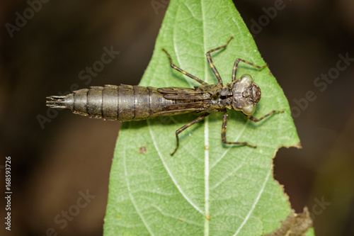Image of dragonfly larva dried on green leaves. Insect Animal