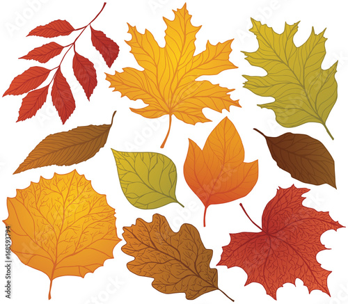 Selection of different autumn leaves. Colorful hand drawn vector