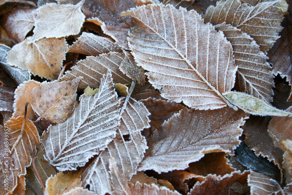 Vinter leaves Vinter leaves