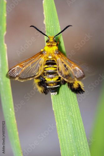 Image of a Hornet moth (Sesia apiformis) female on green leaves. Insect Animal photo