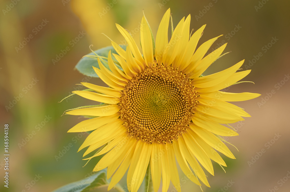 Beautiful rural landscape of sunflower field in sunny summer day.