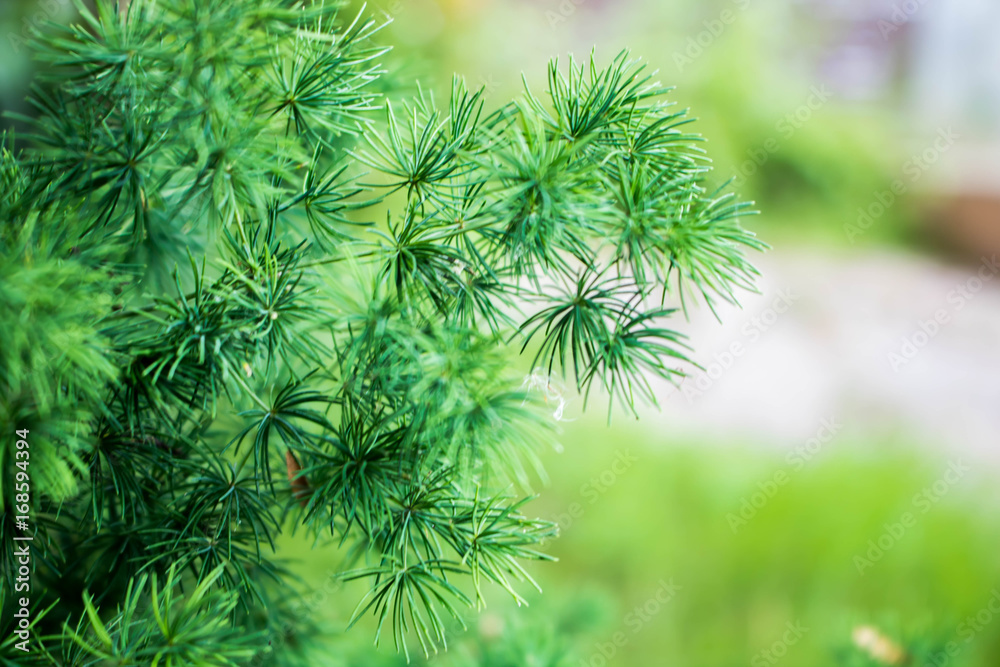 background Green grass. background Green grass.