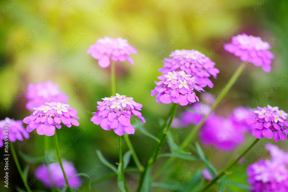 Small purple flowers Iberis umbellate in summer in a garden Small purple flowers Iberis umbellate in summer in a garden