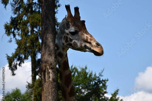 Giraffe. Detail of a giraffe head at a tree trunk