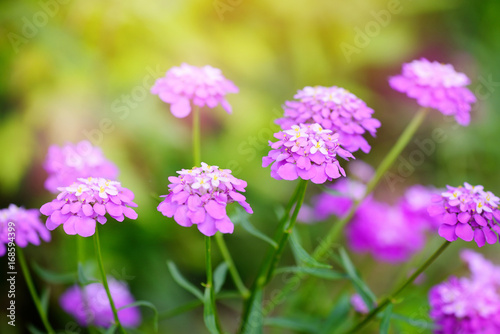 Fototapeta Naklejka Na Ścianę i Meble -  Small purple flowers Iberis umbellate in summer in a garden