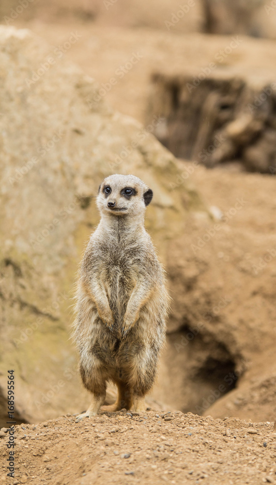 Meerkat Meerkat