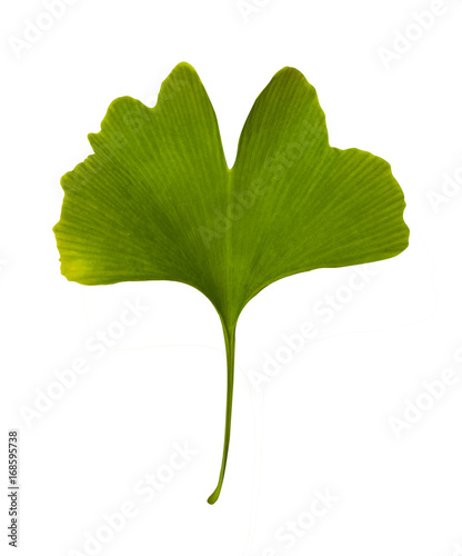 Wallpaper Mural Ginkgo biloba isolated. Green leaf medicinal plant on white background Torontodigital.ca