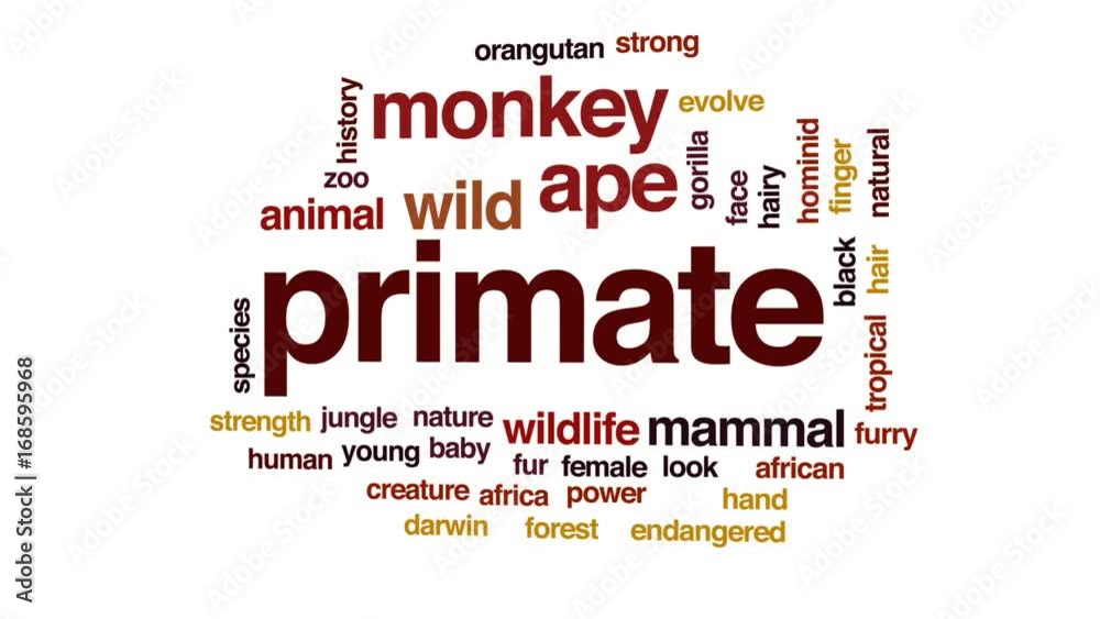 Primate animated word cloud, text design animation. Primate animated word cloud, text design animation.