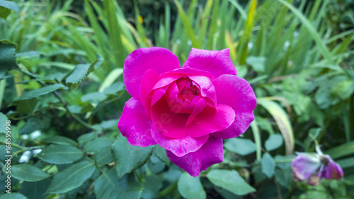 Pink rose. Beautiful flower in garden. Floral background