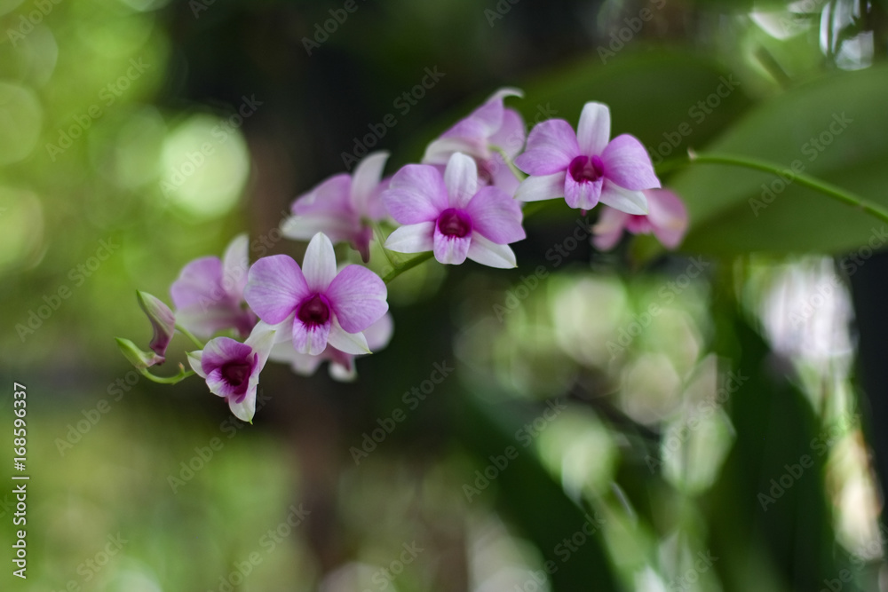 Orchid flowers with green background