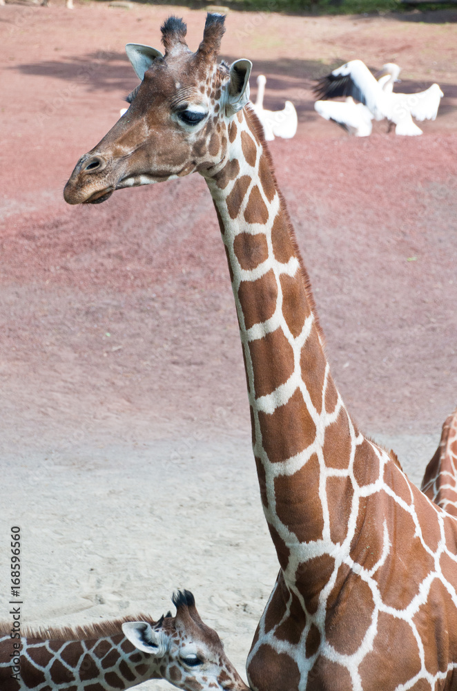 Obraz premium キリン