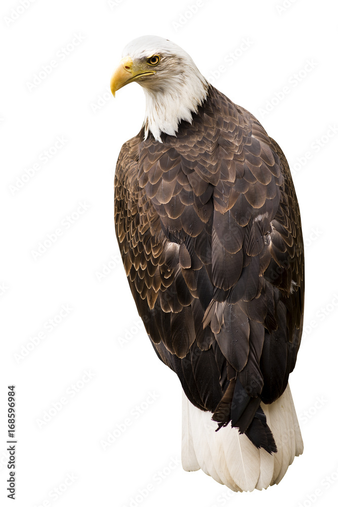 Obraz premium White eagle isolated on white