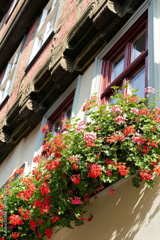 Blumen an einem Fachwerkhaus in der Altstadt von Quedlinburg