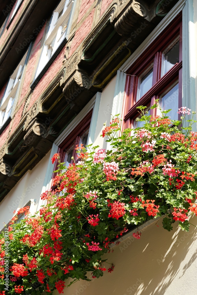 Blumen an einem Fachwerkhaus in der Altstadt von Quedlinburg Blumen an einem Fachwerkhaus in der Altstadt von Quedlinburg