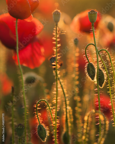 Detail of field poppies in sunset in a shallow depth of field photo