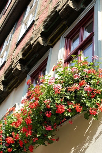 Fototapeta Naklejka Na Ścianę i Meble -  Blumen an einem Fachwerkhaus in der Altstadt von Quedlinburg