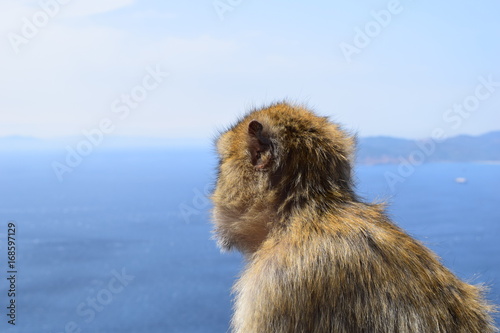 Gibraltar’s famous Barbary macaques © Audrey