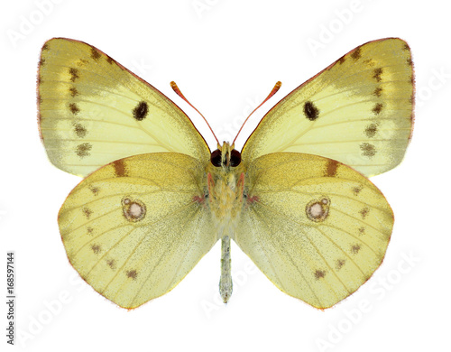 Butterfly Colias hyale (underside) on a white background © als