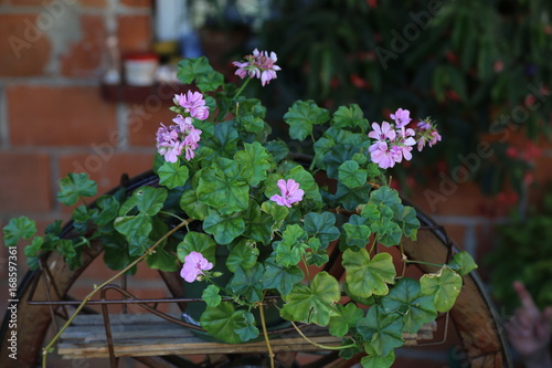 Fototapeta Naklejka Na Ścianę i Meble -  Flower / Geranium - beautiful garden flowers