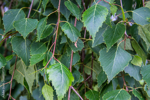 Birch leaves 