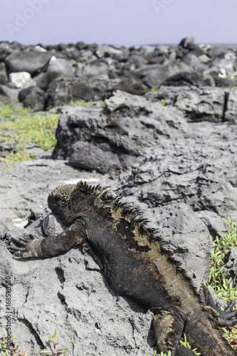 Marine Iguana lying on rock, Galapagos
