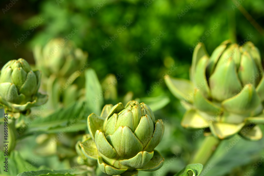 Obraz premium Artischocken