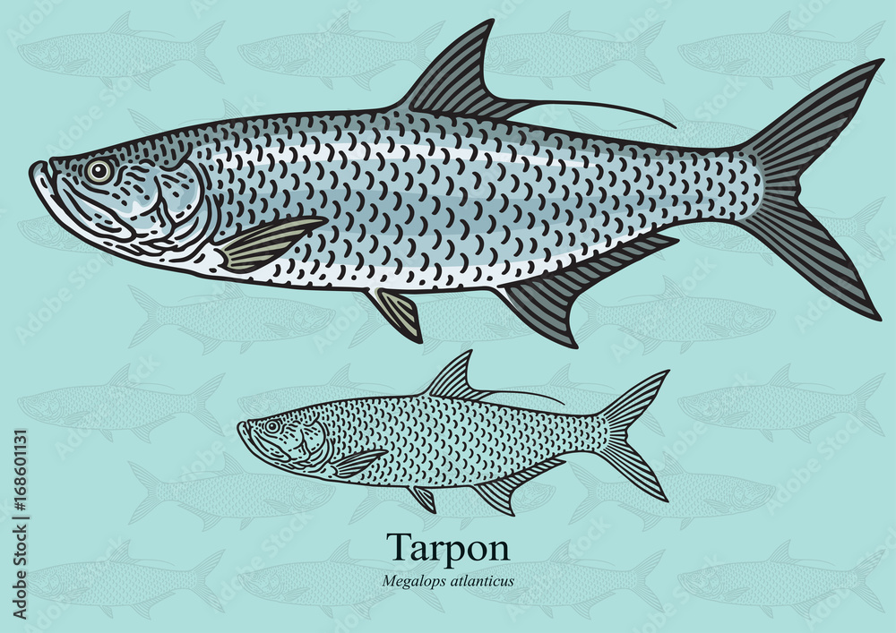 Naklejka premium Tarpon. Vector illustration for artwork in small sizes. Suitable for graphic and packaging design, educational examples, web, etc.