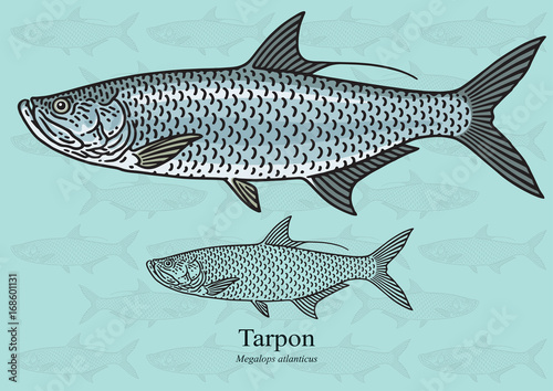Tarpon. Vector illustration for artwork in small sizes. Suitable for graphic and packaging design, educational examples, web, etc. photo