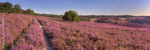 Path through blooming heather at the Posbank in The Netherlands photo