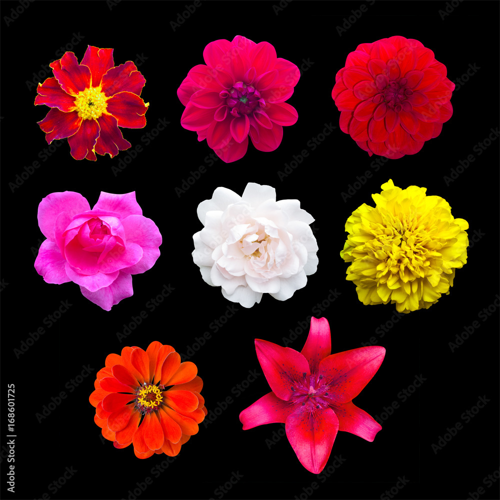Set garden flowers isolated. marigold, Dahlir . Lily and zinnia. Rose Set garden flowers isolated. marigold, Dahlir . Lily and zinnia. Rose