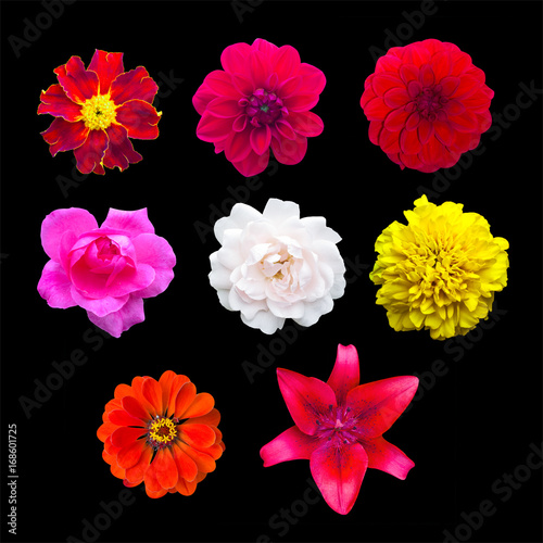 Set garden flowers isolated. marigold, Dahlir . Lily and zinnia. Rose