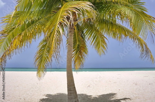 Palm on Passion Island near Cozumel, Mexico