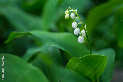 Fototapeta Naklejka Na Ścianę i Meble -  Lily of the valley flower in spring garden