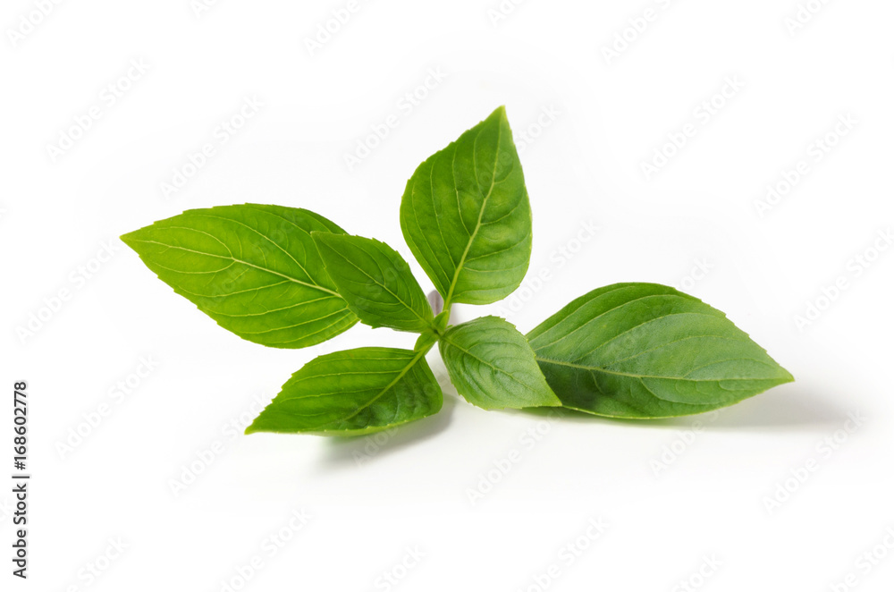 green leaf basil on white background green leaf basil on white background