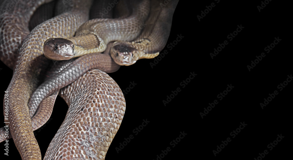 Obraz premium Dual Monocled Cobra on Black Background, Clipping Path