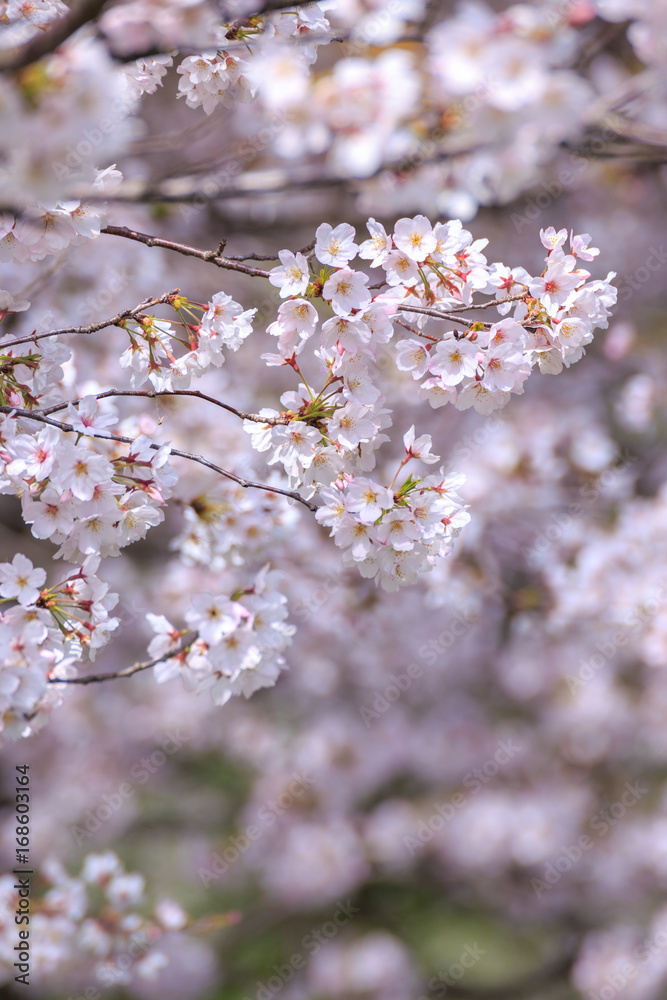 Fototapeta Wiśniowe kwiaty