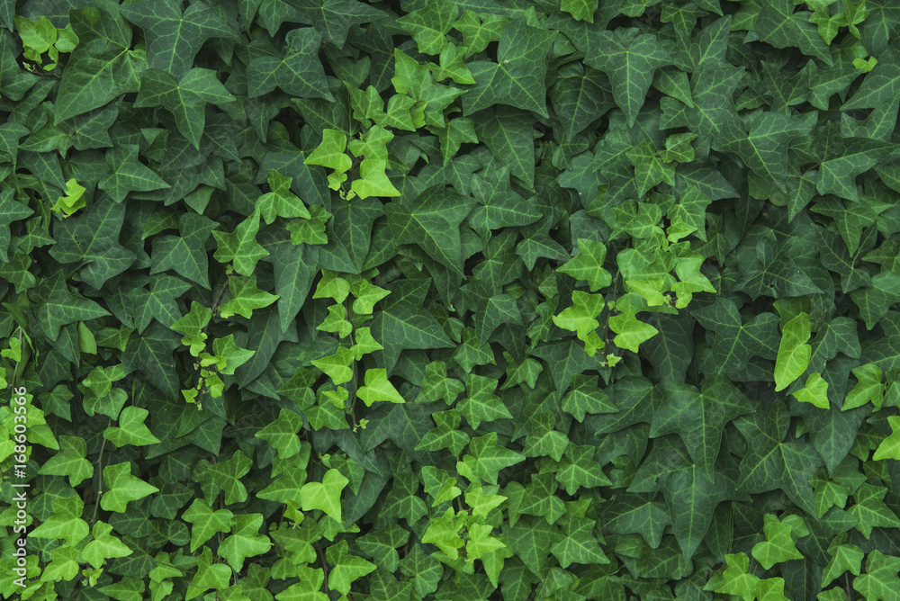 Creative nature green leaves for background. Creative nature green leaves for background.