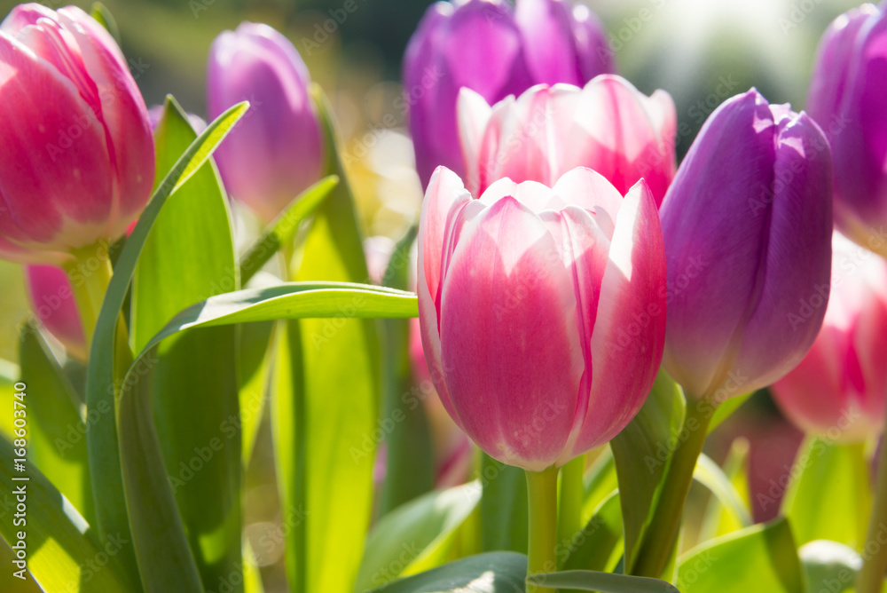Pink and violet tulips growing outdoors - obrazy, fototapety, plakaty 