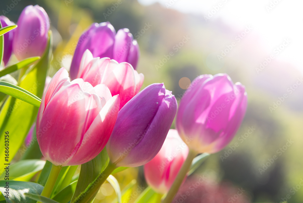Naklejka premium Różowe i fioletowe tulipany rosnące na zewnątrz