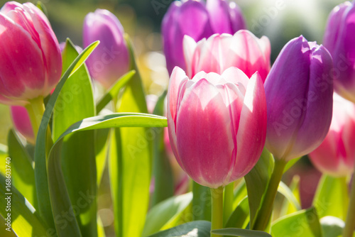 Pink and violet tulips growing outdoors photo