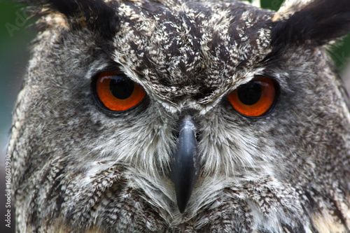 Owl (oehoe)