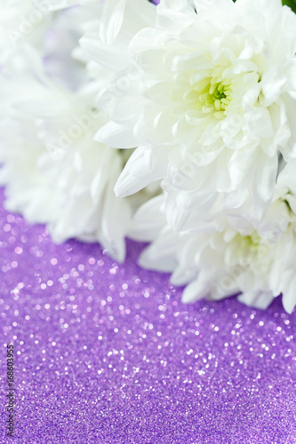 Purple shiny background and white chrysanthemums. Postcard. Space for text
