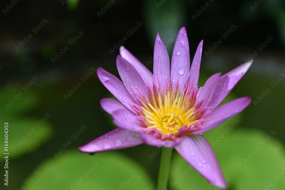 closeup pink lotus blooming in pond nature. closeup pink lotus blooming in pond nature.