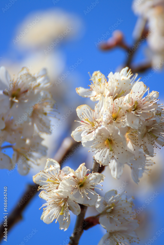 桜の花 桜の花